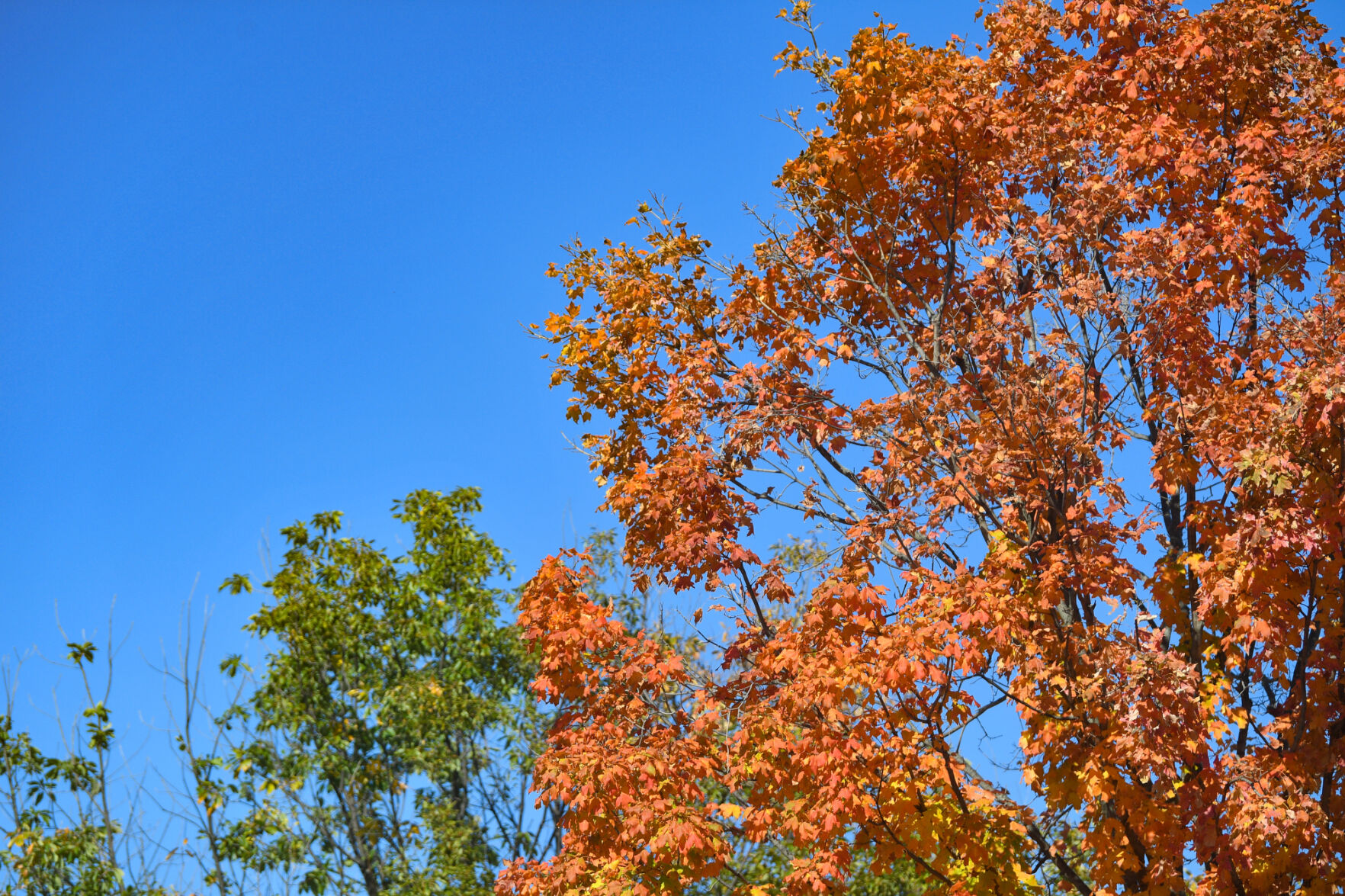 100820-qc-nws-fallcolor-001